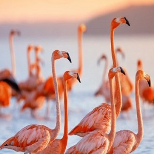 Chim hồng hạc - Giới thiệu chi tiết về chim hồng hac (người Việt Nam hay gọi là chim Tiên)